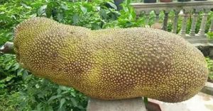 Loài mít ngoại lai “hiếm có khó tìm”, quả dài cả mét như đột biến