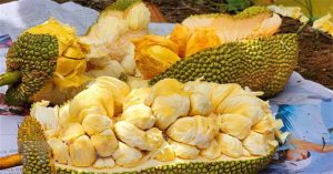 Lai tạo thành công giống mít mang hương vị sầu riêng ở Cần Thơ