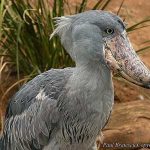 Cò mỏ giày Balaeniceps rex