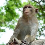 Hoócmôn oxytocin giúp loài khỉ tăng sự yêu thương