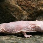 Bí quyết sống lâu của loài xấu nhất hành tinh