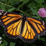 Bướm Monarch quý hiếm có nhà ở mới tại Mexico