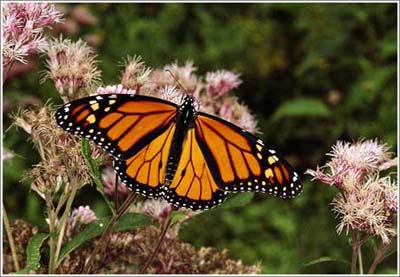 Mêxicô: nơi trú đông lý tưởng của loài bướm vua (Danaus plexippus)