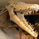 Thằn lằn biển Mosasaur từng thống trị đại dương