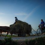 Mùa gặt trên cánh đồng Bắc Bộ
