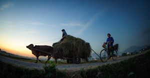 Mùa gặt trên cánh đồng Bắc Bộ