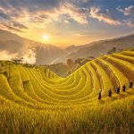 Chùm ảnh Mù Cang Chải vàng rực mùa lúa chín