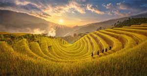 Chùm ảnh Mù Cang Chải vàng rực mùa lúa chín
