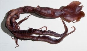 Loài mực ống phát sáng kỳ quái mới