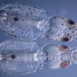 Loài mực biến đổi gene đầu tiên trên thế giới