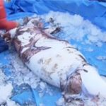 Hé lộ bí ẩn về loài mực khổng lồ