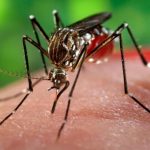 Nam thanh niên ở Phú Yên nhiễm virus Zika