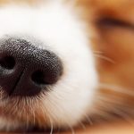 Tại sao loài chó có mũi lạnh hơn nhiệt độ bình thường?