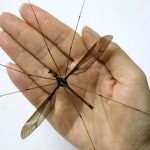 Loài muỗi khổng lồ có cú chích máu thấu xương