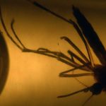 Y học đứng trước cơ hội lớn để kiểm soát zika