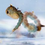 Hạt nano ngăn chặn muỗi sinh sản