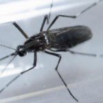 Thai phụ Malaysia đầu tiên nhiễm virus Zika