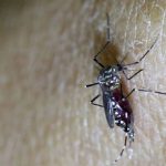 Tránh hôn, kiêng quan hệ để phòng tránh virus Zika