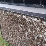 Bão Harvey vừa tan, xuất hiện đàn muỗi hàng triệu con “xâm chiếm” Texas