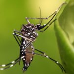 Muỗi Zika đốt ban ngày trong khi người Việt chỉ mắc màn ban đêm