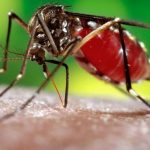 Thay đổi giới tính của muỗi
