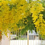 Hoa muồng hoàng hậu đẹp, đang nở rộ ở Hà Nội có gì thú vị?