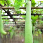 Kỹ thuật gieo trồng cây mướp cho năng suất cao
