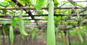 Kỹ thuật gieo trồng cây mướp cho năng suất cao