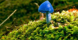 Tường tận loài nấm vinh dự có mặt trên tờ tiền New Zealand