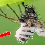 Sinh vật đáng sợ biến con mồi thành xác sống rồi ăn sạch nội tạng