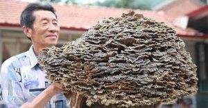 Được trả tiền tỷ để mua lại vật thể khổng lồ, lão nông khiến cả làng ngơ ngác khó hiểu vì hành động lạ
