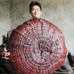 Nấm linh chi có đường kính gần một mét