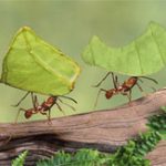 Kinh hoàng loài nấm đầu độc, biến kiến thành “ma sống”