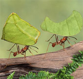 Kinh hoàng loài nấm đầu độc, biến kiến thành “ma sống”