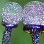 Nấm thạch anh tím – một trong những loài nấm đẹp nhất trên thế giới