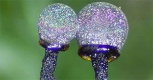 Nấm thạch anh tím – một trong những loài nấm đẹp nhất trên thế giới