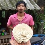 Phát hiện nấm kỳ lạ hình hoa hồng trắng cực độc