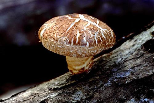 Nấm cao hơn 10m
