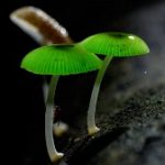 Tìm hiểu về các loại nấm kỳ lạ trong ẩm thực Nhật Bản (1)