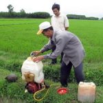 Dùng nấm xanh phòng trừ hiệu quả sâu bệnh hại lúa