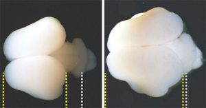 Sử dụng gene người, các nhà nghiên cứu tăng thành công kích cỡ và nếp nhăn của não khỉ