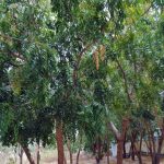 Nhân giống cây Neem bằng nuôi cấy mô thực vật