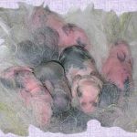 Vai trò của chất pheromone trong việc phát triển khả năng nhận biết mùi ở động vật hữu nhũ mới sinh