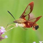 Vẻ đẹp kỳ lạ của loài ngài cánh trong