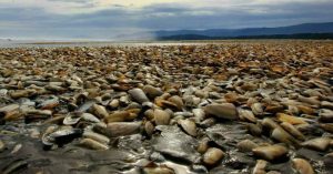 Ngao chết hàng loạt phủ kín bãi biển Chile