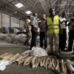 Hàng trăm chú voi rừng bị thảm sát tại Cameroon