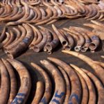 Kenya tịch thu hai tấn ngà voi