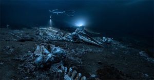 Khám phá nghĩa địa cá voi dưới đáy biển Greenland