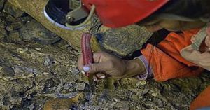 Colombia phát hiện kho tàng cổ sinh vật học 5 triệu năm tuổi