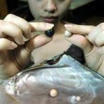 Người tìm ra bí quyết nuôi tạo ngọc trai đen